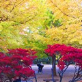 Photos: 秋色の公園