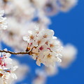 Photos: 枝先の桜