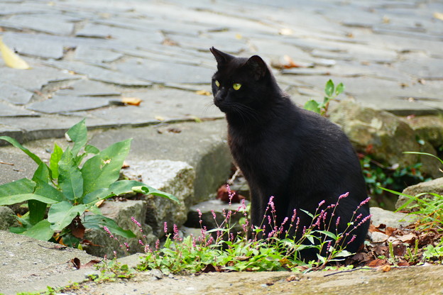 小花と黒猫