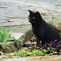 Photos: 小花と黒猫