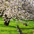 午後の八重桜