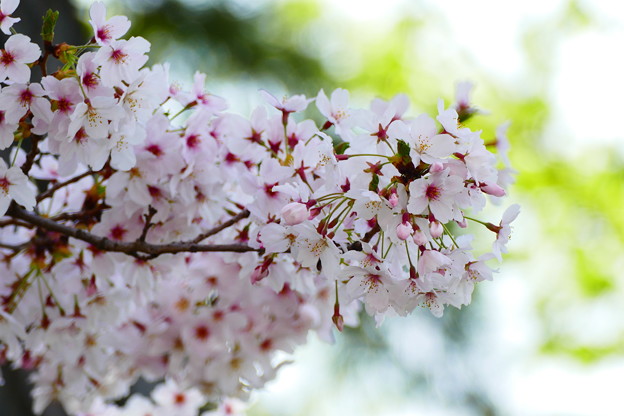 小春日和の桜