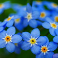 春の青い小花