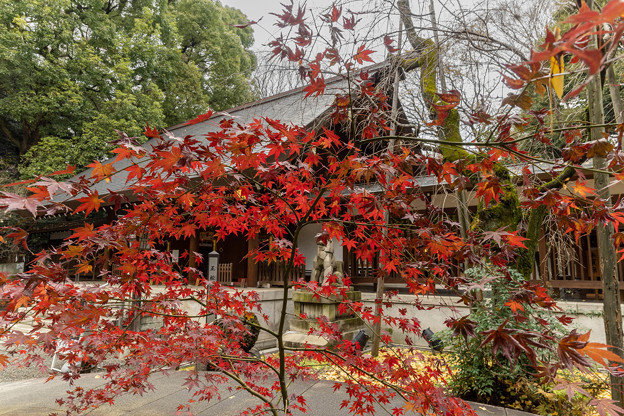 乃木神社 (1)