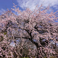 Photos: 紅枝垂れ桜