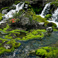 Photos: チャッボミ苔の小滝