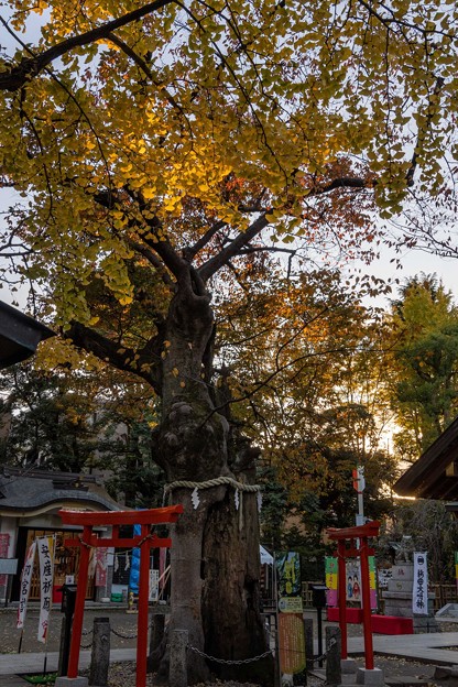 新田神社 (1)いつもの散歩道