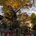 新田神社 (1)いつもの散歩道