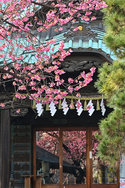 寒緋桜「荏原神社」3