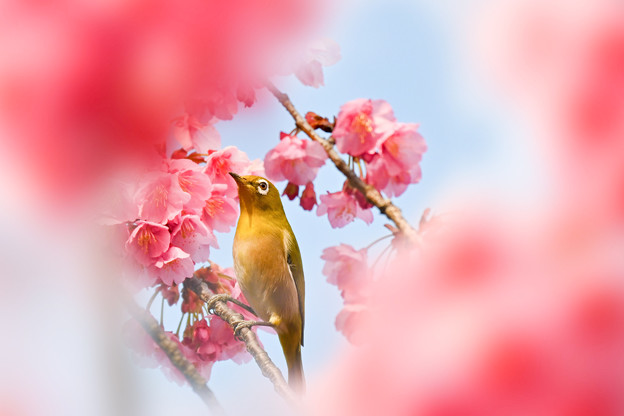 「早春」寒緋桜とメジロ