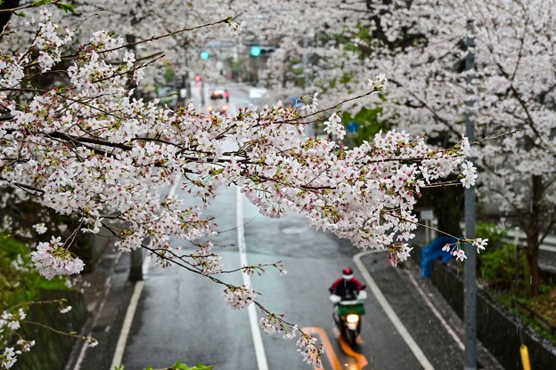 雨の桜坂 (4)