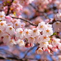 Photos: 近所の桜