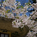 小樽の桜　住吉神社その１