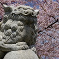 Photos: 小樽の桜　水天宮その２