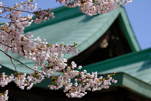 小樽の桜　水天宮その３