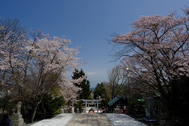 小樽の桜　住吉神社その２