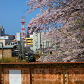小樽の桜　花園橋