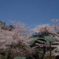 小樽の桜　天上寺その２