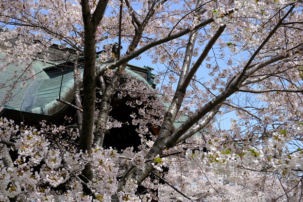 小樽の桜　天上寺その４