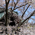 小樽の桜　天上寺その４