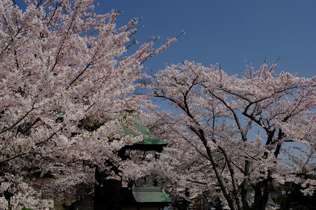 小樽の桜　天上寺その１