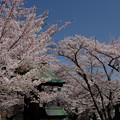 小樽の桜　天上寺その１