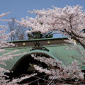 小樽の桜　天上寺その３