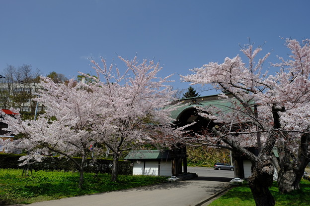 小樽の桜　天上寺その５