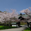 小樽の桜　天上寺その５