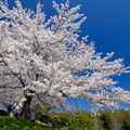 小樽の桜2022　手宮公園その３