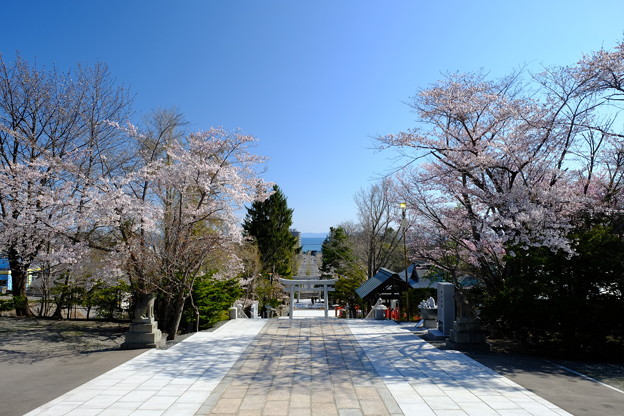 小樽の桜2022　住吉神社その１