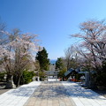 小樽の桜2022　住吉神社その１