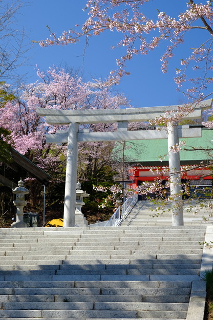 小樽の桜2022　住吉神社その２