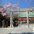 小樽の桜2022　住吉神社その２