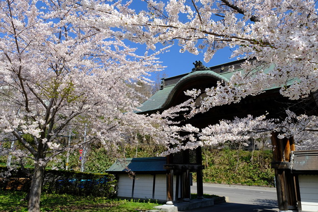 小樽の桜2022　天上寺その１