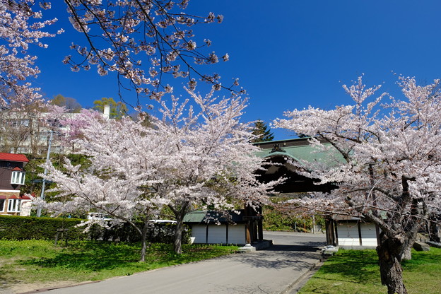 小樽の桜2022　天上寺その２