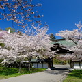 小樽の桜2022　天上寺その２