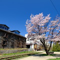 Photos: 小樽の桜2022　旧手宮線その２