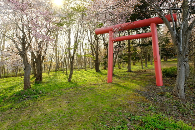 晩生内神社にて西日に輝く桜