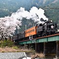 Photos: 桜とC11 190大井川鐵道SLかわね路1号