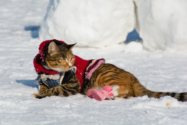 猫に手作りのセーターを着せて一緒に雪遊び