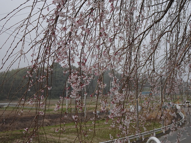 2023.03.23 枝垂桜