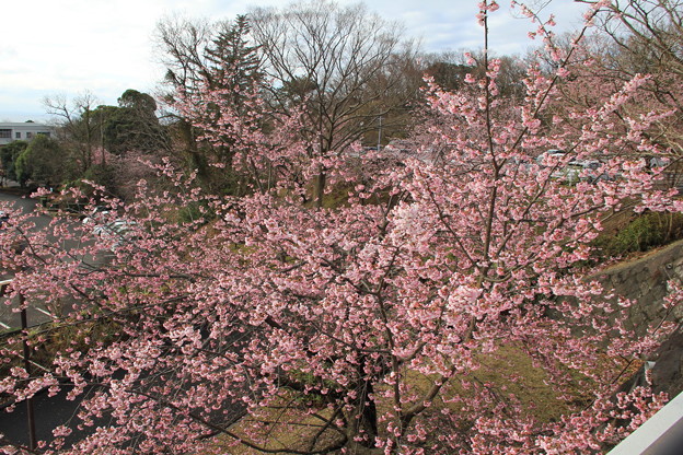 伊豆高原のおおかん桜(2023年3月6日)