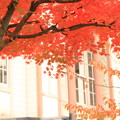Photos: 秋色の校舎