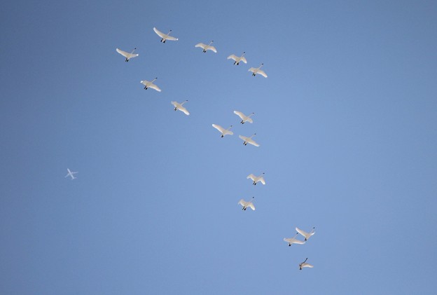 Photos: 白鳥の群れとジェット機
