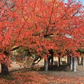 総合公園の紅葉