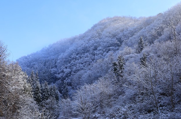 Photos: 初雪
