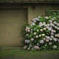 Photos: 花の記憶