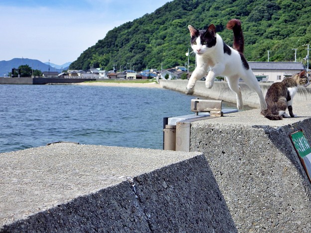 佐柳島の飛び猫