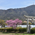 Photos: 春日神社のハート桜
